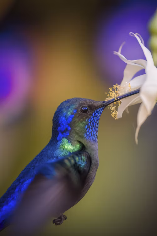 Bioluminescent flora