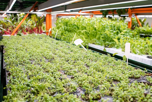 A large subterranean farm